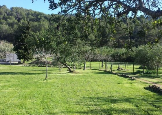 Nice finca with 3 bedrooms between Peguera and Capdella