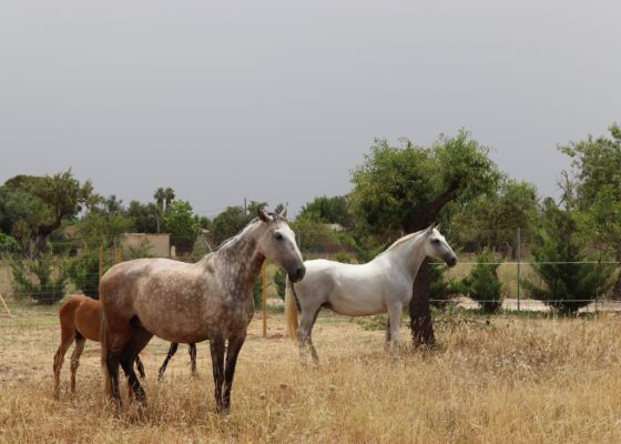 Finca in Marratxi with a lot of land for sale